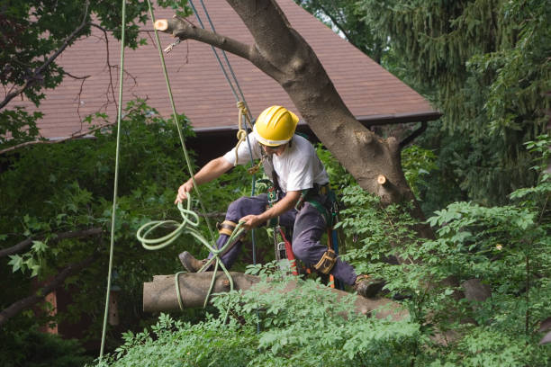 Best Tree Cabling and Bracing  in Combined Locks, WI